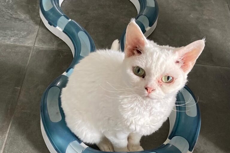 weiße Katze mit Katzenspielzeug schaut in die Kamera