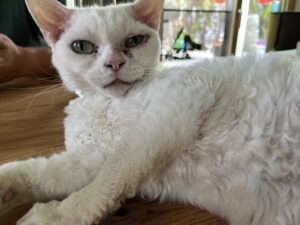 weiße Katze liegend