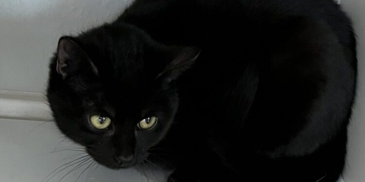 Physiotherapie für die Katze schwarze Katze