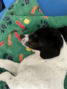 schlafender Hund